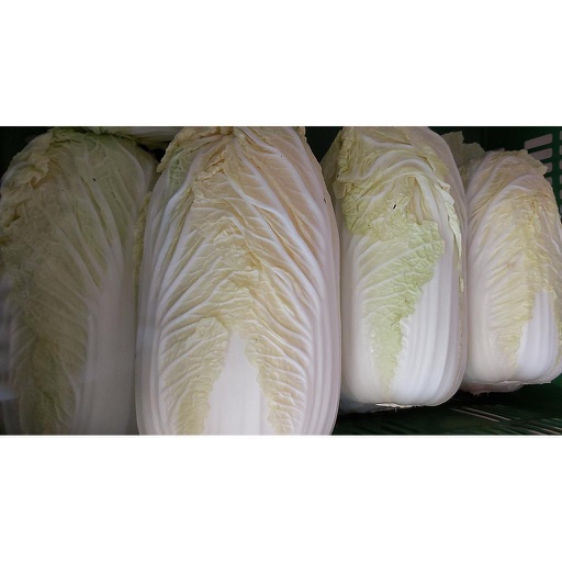 ZANON BIO Chinakohl (Stk)