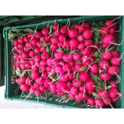 NIEDERHAUSER Radieschen frisch (Bund)