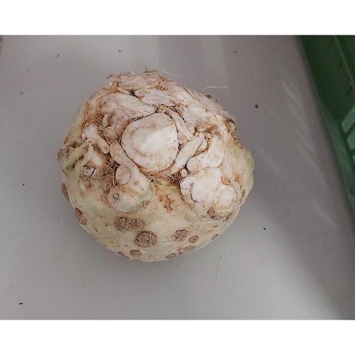 NIEDERHAUSER Knollensellerie (Stk.)