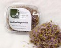 TONIS SPROSSENGARTEN BIO Kohlrabi blau - Auswahl!!!