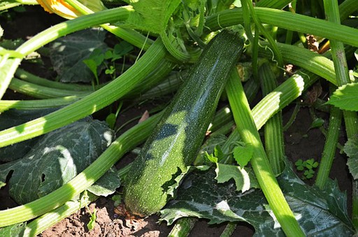 ZANON BIO Zucchini (Stk.)