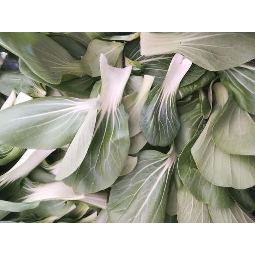 ZANON BIO Pak Choi 250 g (Bund)