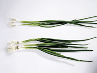 ZANON BIO Lauch (Stk)